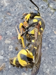 Eumenes mediterraneus