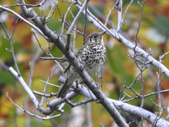 Turdus mupinensis