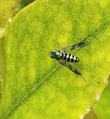 Austrosciapus connexus