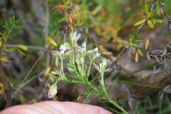 Polygala dasyphylla