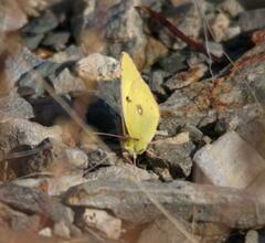 Colias erate