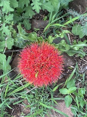Scadoxus multiflorus