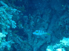 Canthigaster valentini