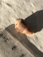 Conus anemone