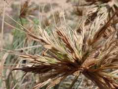 Spinifex hirsutus