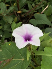 Ipomoea aquatica
