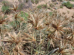Spinifex hirsutus