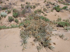 Spinifex hirsutus