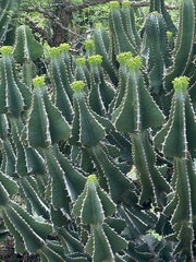 Euphorbia cooperi