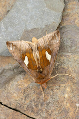 Autographa bractea
