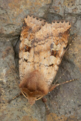 Diarsia mendica