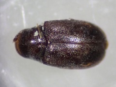 Anobiinae
