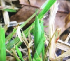 Atractomorpha lata