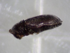 Anobiinae
