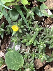 Portulaca quadrifida