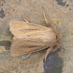 Denticucullus pygmina