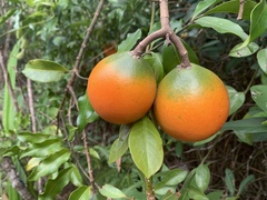 Melodinus suaveolens