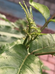 Hierodula patellifera