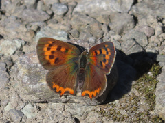 Lycaena phlaeas daimio