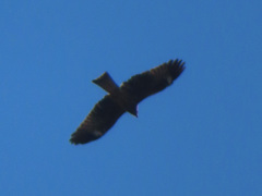 Milvus migrans lineatus