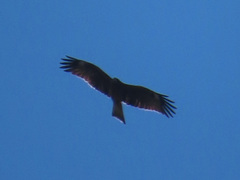 Milvus migrans lineatus