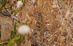 Palpares libelluloides