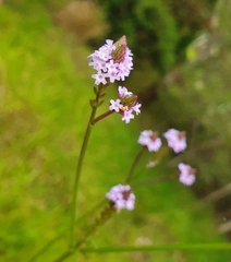 Verbena litoralis