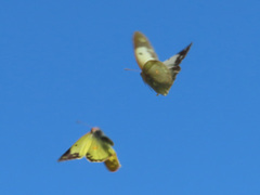 Colias poliographus