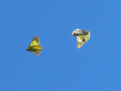 Colias poliographus