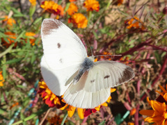 Pieris rapae crucivora