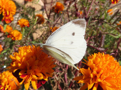 Pieris rapae crucivora