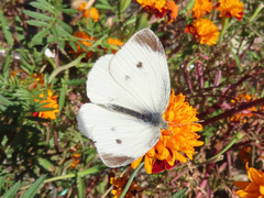 Pieris rapae crucivora