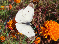 Pieris rapae crucivora
