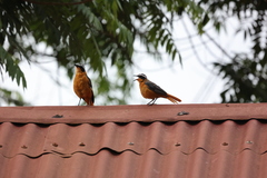 Cossypha heuglini heuglini