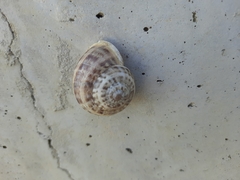 Mollusca