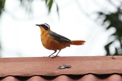 Cossypha heuglini heuglini