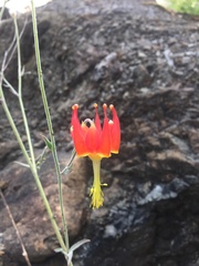 Aquilegia eximia