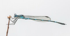 Austrolestes minjerriba