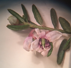 Tetratheca procumbens