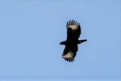 Lophaetus occipitalis