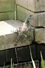 Acanthocercus atricollis