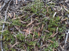Tetratheca procumbens
