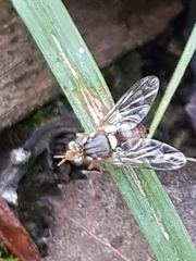 Bactrocera oleae