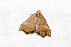Axiocteta oenoplex