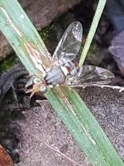 Bactrocera oleae