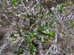 Coprosma nitida