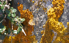 Coenonympha corinna