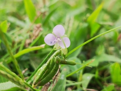 Murdannia loriformis