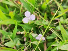 Murdannia loriformis