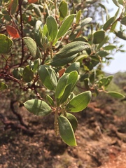 Arctostaphylos bakeri sublaevis